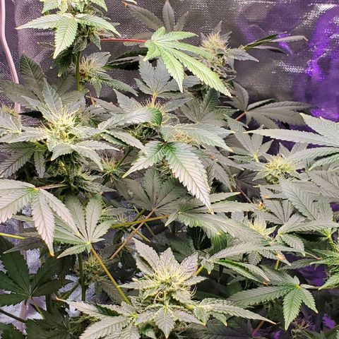 Unknown strain growlog timeline photo