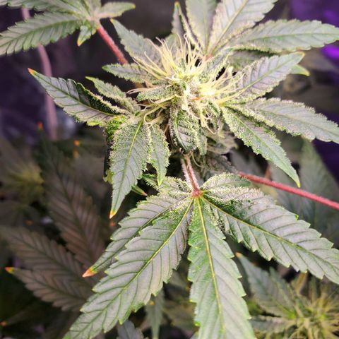 Unknown strain growlog timeline photo