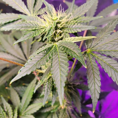 Unknown strain growlog timeline photo