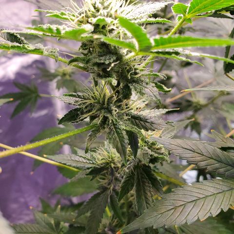 Unknown strain growlog timeline photo