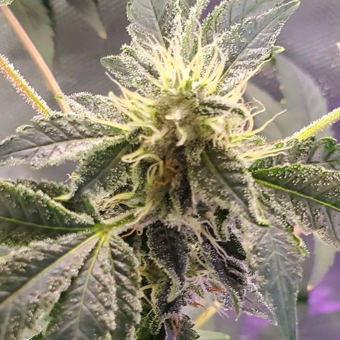 Unknown strain growlog timeline photo