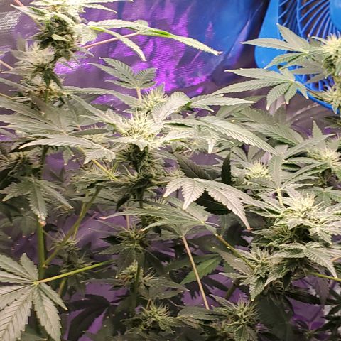 Unknown strain growlog timeline photo