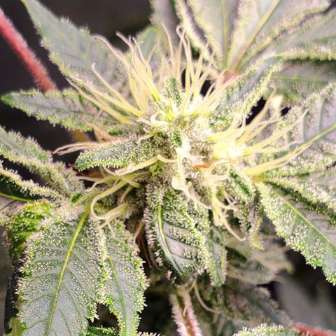 Unknown strain growlog timeline photo