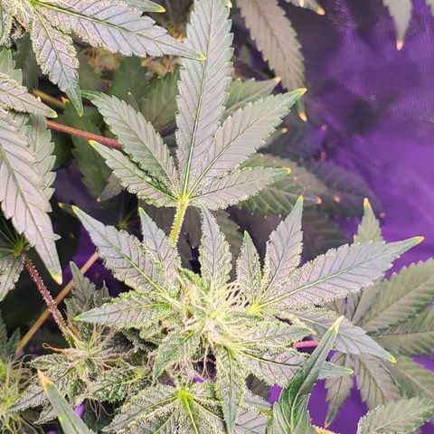 Unknown strain growlog timeline photo