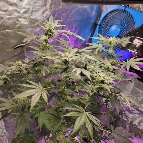 Unknown strain growlog timeline photo