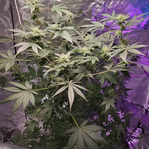 Unknown strain growlog timeline photo