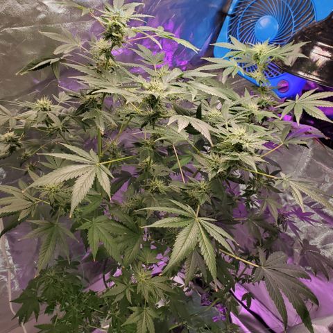 Unknown strain growlog timeline photo