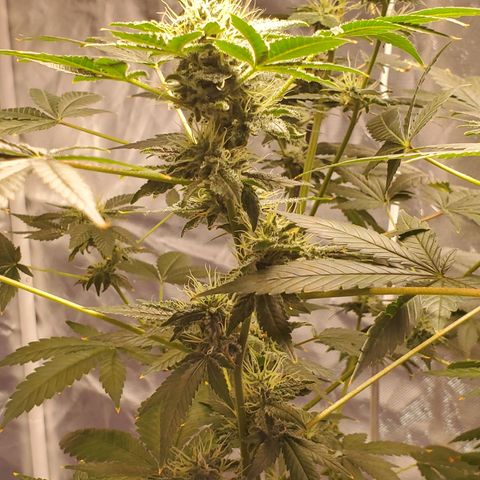 Unknown strain growlog timeline photo