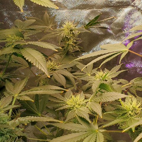 Unknown strain growlog timeline photo