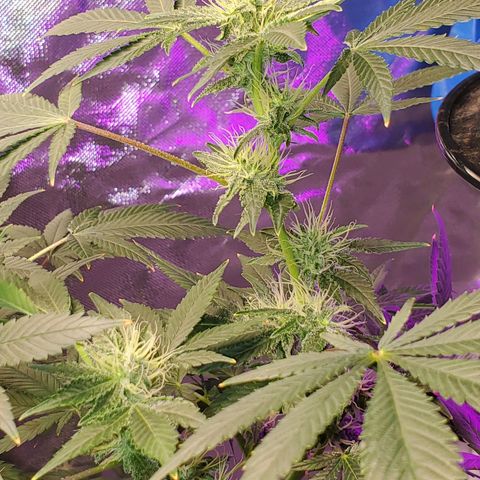 Unknown strain growlog timeline photo