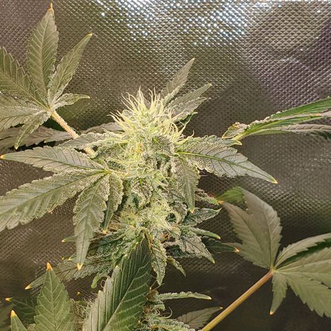 Unknown strain growlog timeline photo