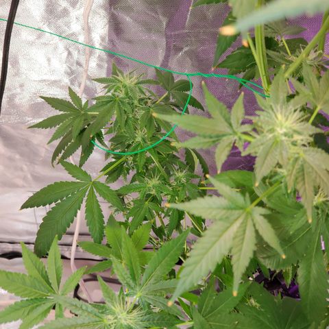 Unknown strain growlog timeline photo