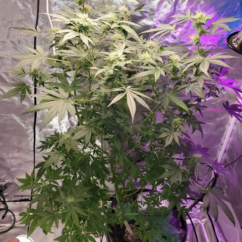 Unknown strain growlog timeline photo