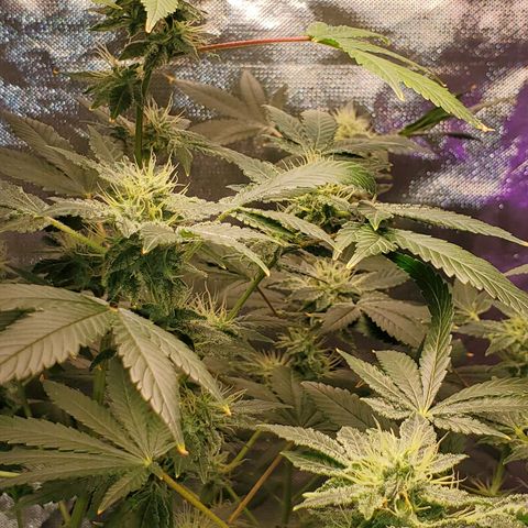 Unknown strain growlog timeline photo