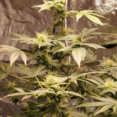 Unknown strain growlog timeline photo