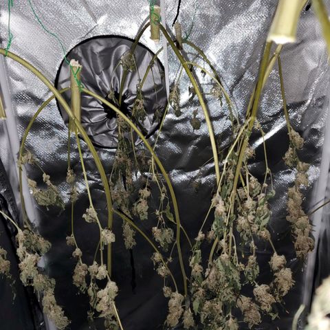 Unknown strain growlog timeline photo