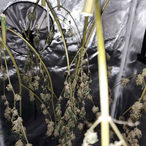 Unknown strain growlog timeline photo