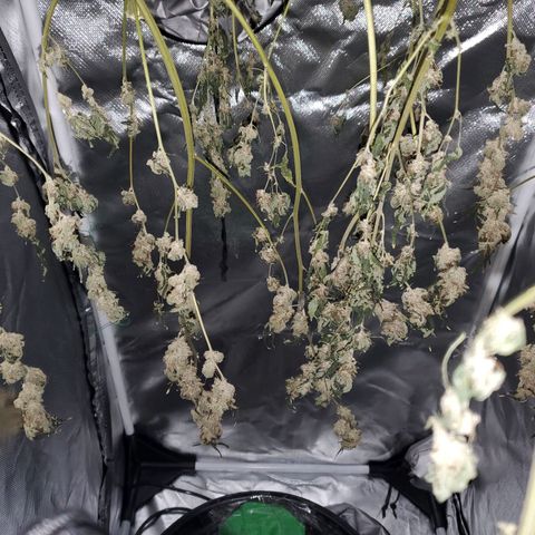 Unknown strain growlog timeline photo
