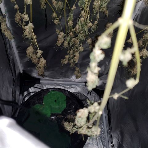Unknown strain growlog timeline photo
