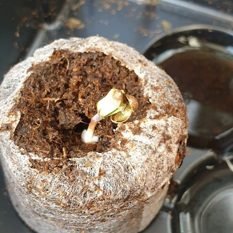 Royal Dwarf 1 growlog photo
