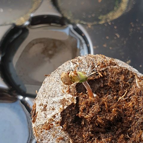 Royal Dwarf 1 growlog photo