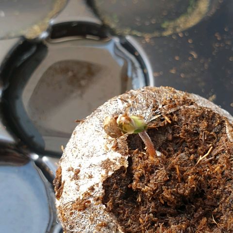 Royal Dwarf 1 growlog timeline photo