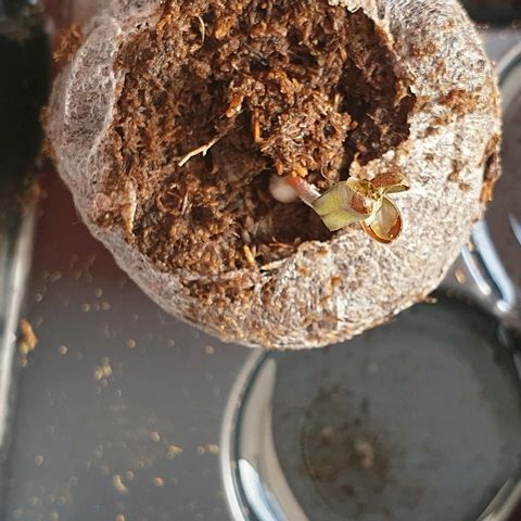 Royal Dwarf 1 growlog timeline photo