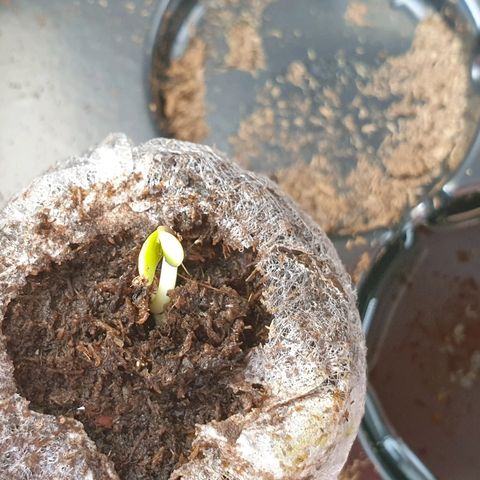 Royal Dwarf 2 growlog timeline photo