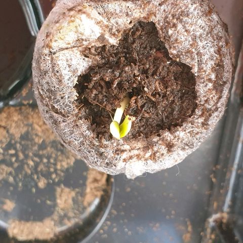 Royal Dwarf 2 growlog timeline photo