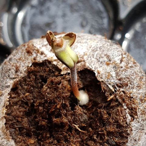 Royal Dwarf 1 growlog photo: Staccato guscio 