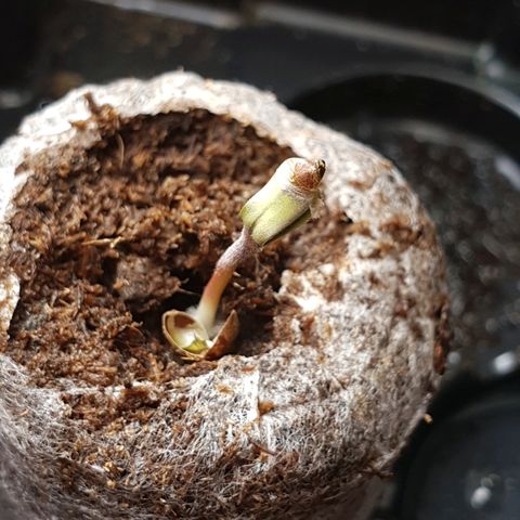 Royal Dwarf 1 growlog photo