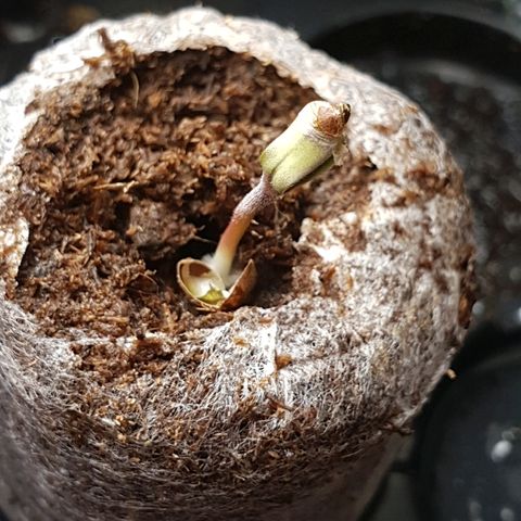 Royal Dwarf 1 growlog photo