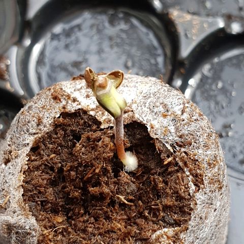 Royal Dwarf 1 growlog photo