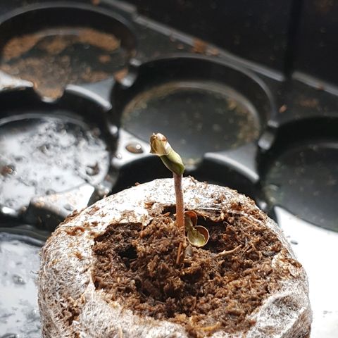 Royal Dwarf 1 growlog photo: Staccato guscio 