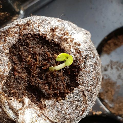 Royal Dwarf 2 growlog timeline photo