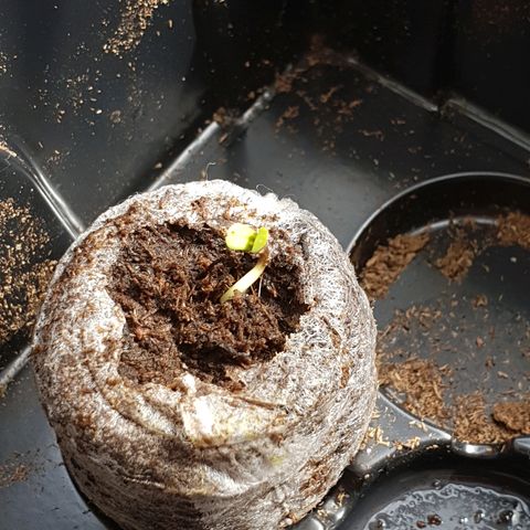 Royal Dwarf 2 growlog timeline photo