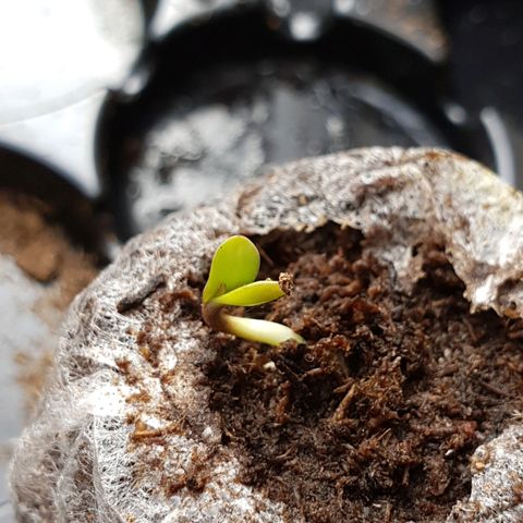 Royal Dwarf 2 growlog timeline photo