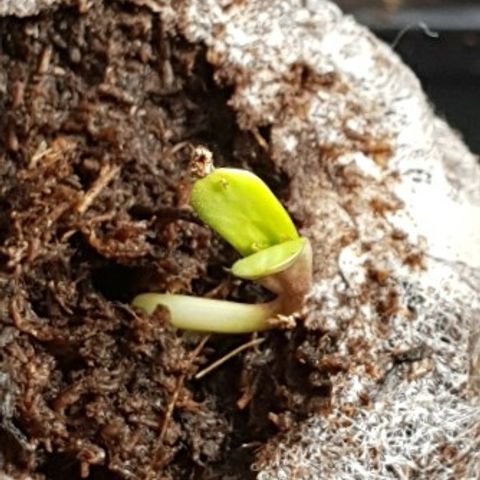 Royal Dwarf 2 growlog timeline photo