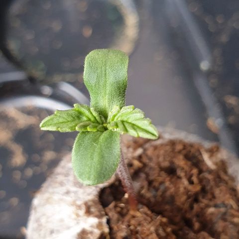 Royal Dwarf 1 growlog timeline photo