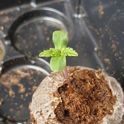 Royal Dwarf 1 growlog timeline photo