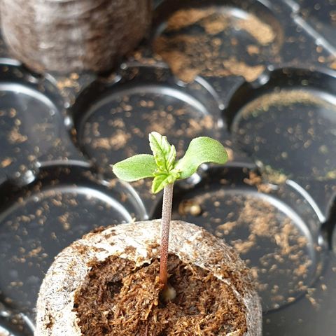 Royal Dwarf 1 growlog timeline photo