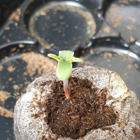 Royal Dwarf 2 growlog timeline photo