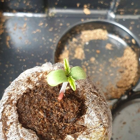 Royal Dwarf 2 growlog timeline photo
