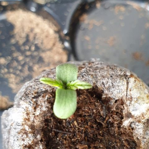 Royal Dwarf 2 growlog timeline photo