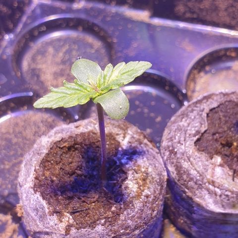 Royal Dwarf 1 growlog timeline photo