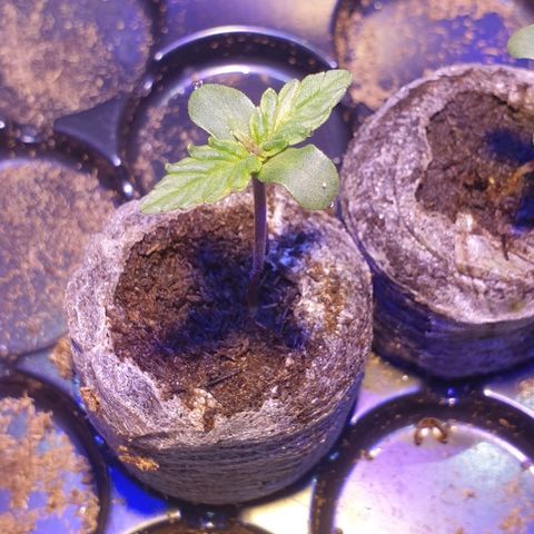 Royal Dwarf 1 growlog timeline photo
