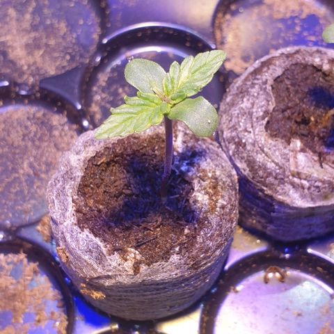 Royal Dwarf 1 growlog timeline photo