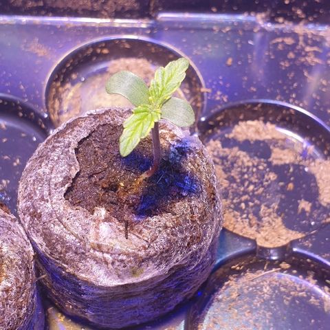 Royal Dwarf 2 growlog timeline photo