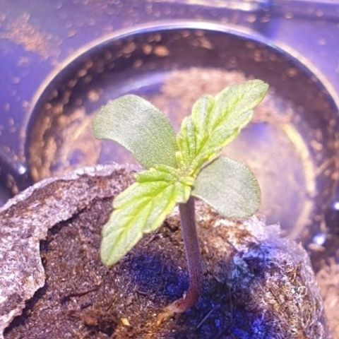 Royal Dwarf 2 growlog timeline photo