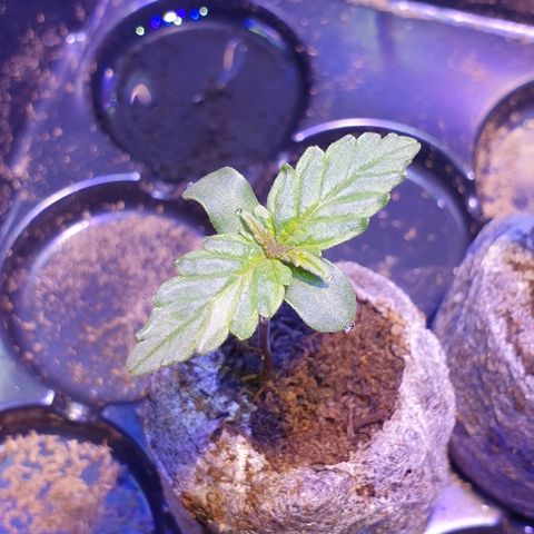 Royal Dwarf 1 growlog timeline photo
